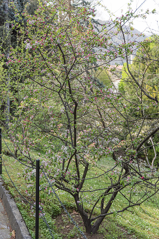 MALUS FLORIBUNDA, ROSACEAE - 6801