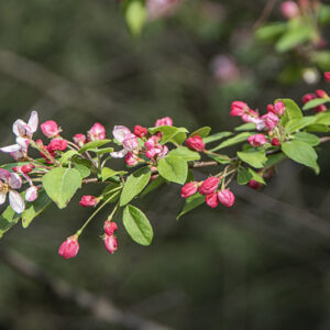 MALUS FLORIBUNDA, ROSACEAE - 6802