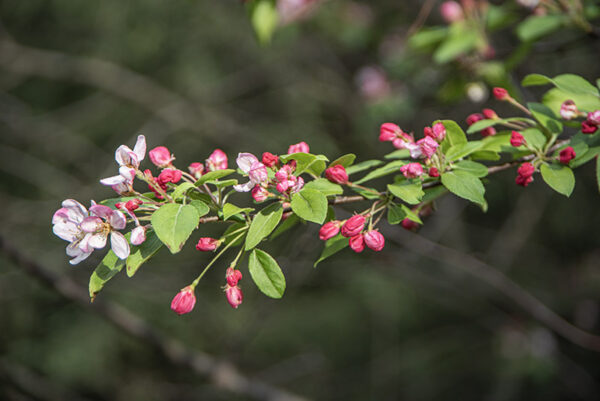 MALUS FLORIBUNDA, ROSACEAE - 6802