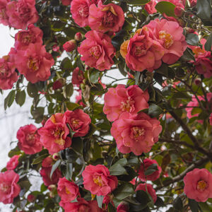 CAMELIA JAPONICA,  ELEGANS - THEACEAE - 1668555