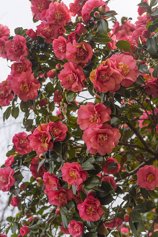 CAMELIA JAPONICA,  ELEGANS - THEACEAE - 1668555