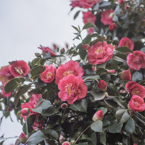 CAMELIA JAPONICA, ELEGANS - THEACEAE - 668556