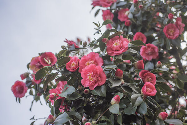CAMELIA JAPONICA, ELEGANS - THEACEAE - 668556