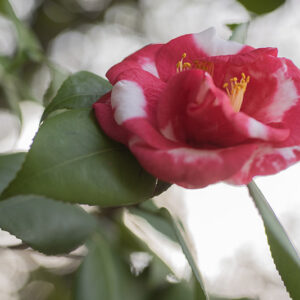 CAMELIA JAPONICA,  VAR FRED SANDER - THEACEAE - 1668557
