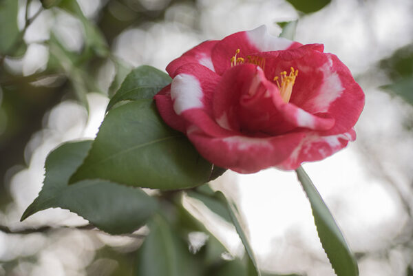 CAMELIA JAPONICA,  VAR FRED SANDER - THEACEAE - 1668557