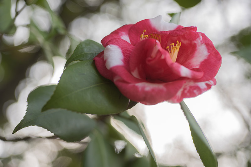 CAMELIA JAPONICA,  VAR FRED SANDER - THEACEAE - 1668557 - immagine 1