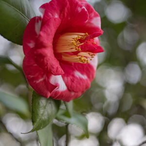 CAMELIA JAPONICA,  VAR FRED SANDER - THEACEAE - 1668558