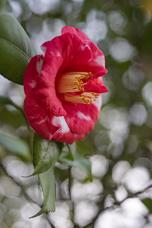 CAMELIA JAPONICA,  VAR FRED SANDER - THEACEAE - 1668558