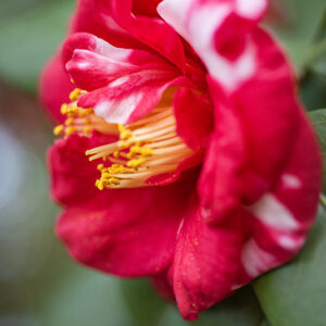 CAMELIA JAPONICA,  VAR FRED SANDER - THEACEAE - 1668559