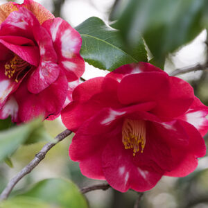 CAMELIA JAPONICA,  VAR FRED SANDER - THEACEAE - 1668560
