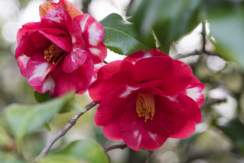 CAMELIA JAPONICA,  VAR FRED SANDER - THEACEAE - 1668560 - immagine 1