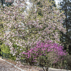 CAMELIA JAPONICA, HIKARUGENUI - THEACEAE - CERCIS CHINENSIS - LEGUMINOSAE - 1668561