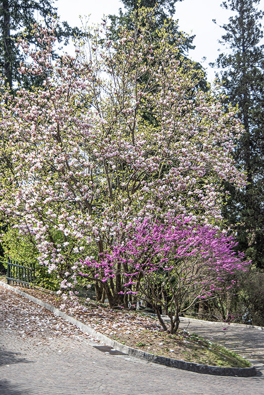 CAMELIA JAPONICA, HIKARUGENUI - THEACEAE - CERCIS CHINENSIS - LEGUMINOSAE - 1668561