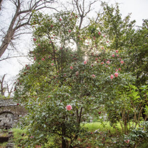CAMELIA JAPONICA, HIKARUGENUI, THEACEAE - 1668562