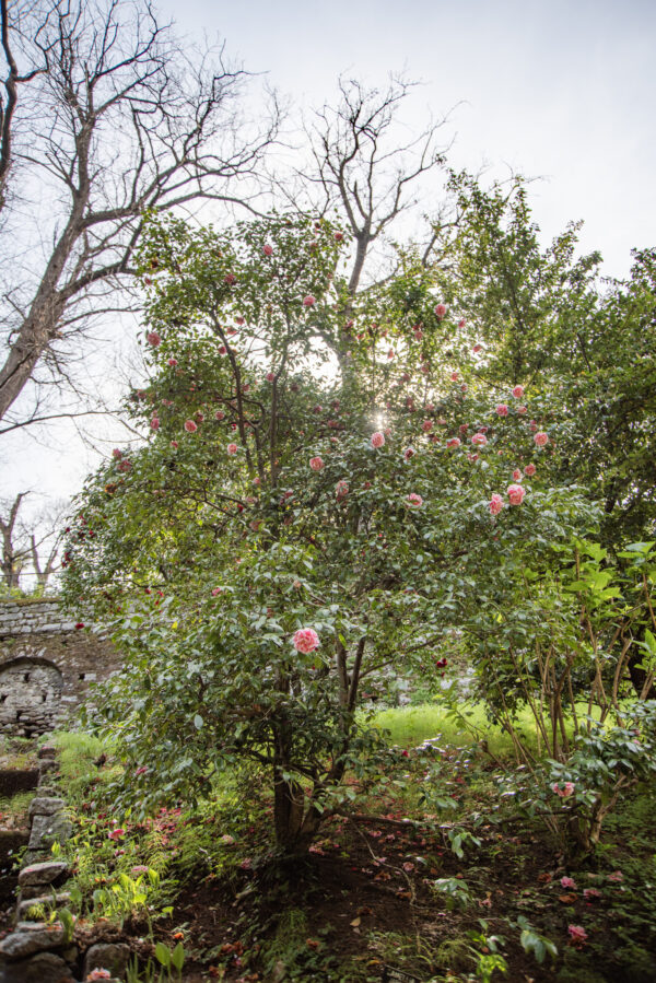 CAMELIA JAPONICA, HIKARUGENUI, THEACEAE - 1668562