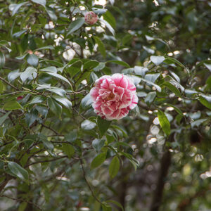 CAMELIA JAPONICA, HIKARUGENUI,  THEACEAE - 1668563