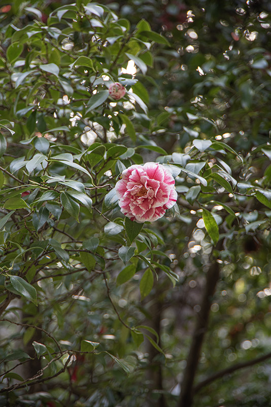 CAMELIA JAPONICA, HIKARUGENUI,  THEACEAE - 1668563