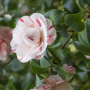 CAMELIA JAPONICA - THEACEAE - 1668564