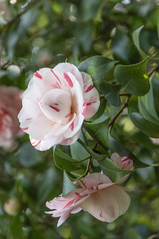 CAMELIA JAPONICA - THEACEAE - 1668564