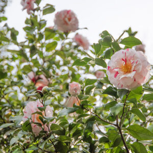 CAMELIA JAPONICA - THEACEAE - 1668565