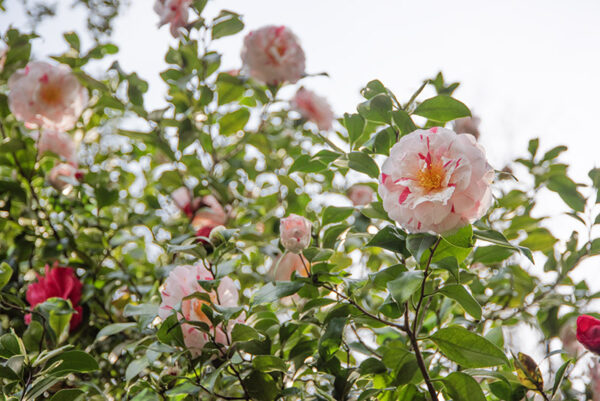 CAMELIA JAPONICA - THEACEAE - 1668565