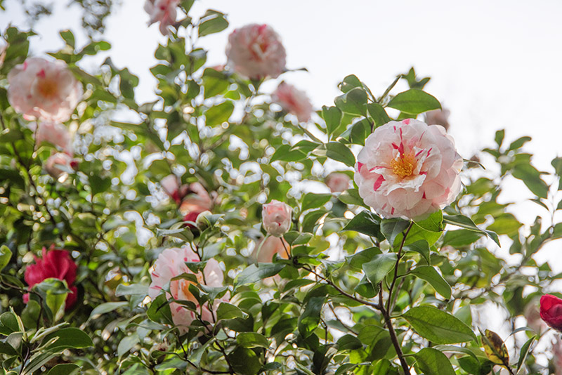 CAMELIA JAPONICA - THEACEAE - 1668565 - immagine 1
