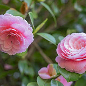 CAMELIA JAPONICA - THEACEAE - 1668566