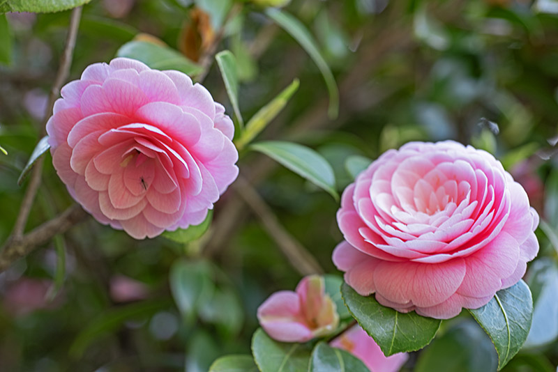 CAMELIA JAPONICA - THEACEAE - 1668566 - immagine 1