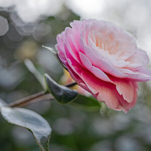 CAMELIA JAPONICA - THEACEAE - 1668567