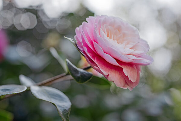 CAMELIA JAPONICA - THEACEAE - 1668567