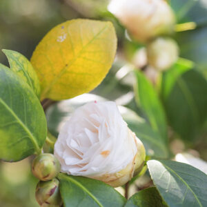 CAMELIA JAPONICA - THEACEAE - 1668568