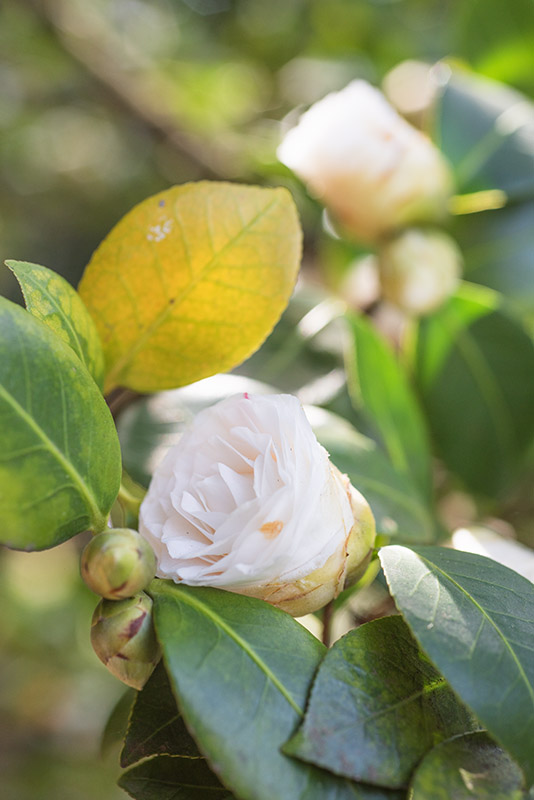 CAMELIA JAPONICA - THEACEAE - 1668568