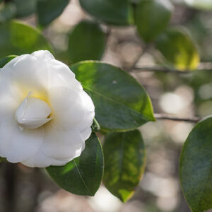 CAMELIA JAPONICA - THEACEAE - 1668569