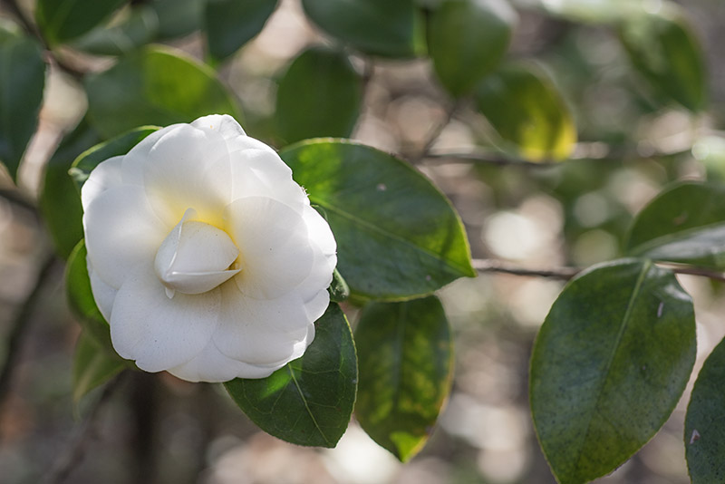 CAMELIA JAPONICA - THEACEAE - 1668569 - immagine 1