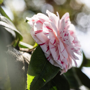 CAMELIA JAPONICA - THEACEAE - 1668570