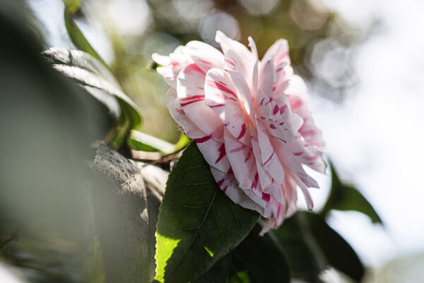 CAMELIA JAPONICA - THEACEAE - 1668570