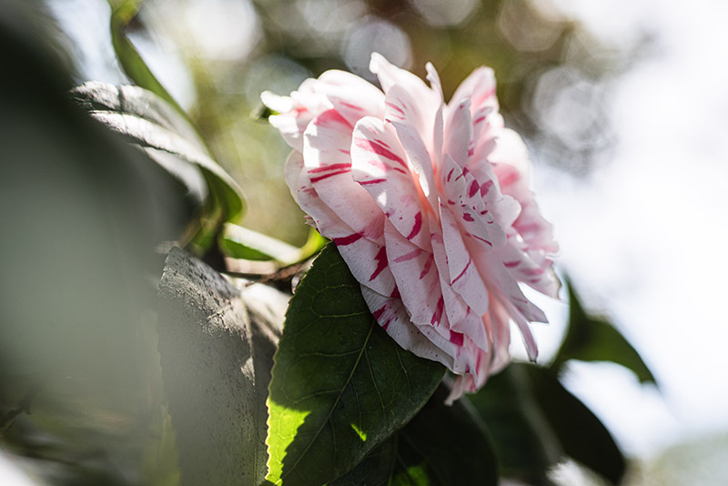 CAMELIA JAPONICA - THEACEAE - 1668570 - immagine 1