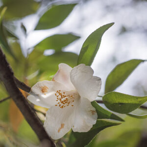 CAMELIA, CORNISH SNOW, CUSPRATA X SALUENENSIS - THEACEAE - 1668571