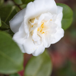 CAMELIA, NOBILISSIMA, THEACEAE - 1668572