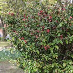 CHAENOMELES SPECIOSA - ROSACEAE - 1668574