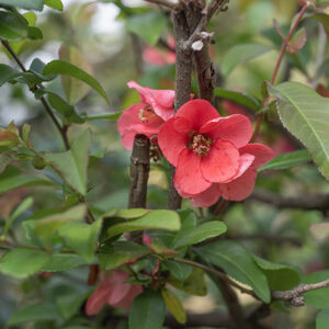 CHAENOMELES SPECIOSA - ROSACEAE - 1668575