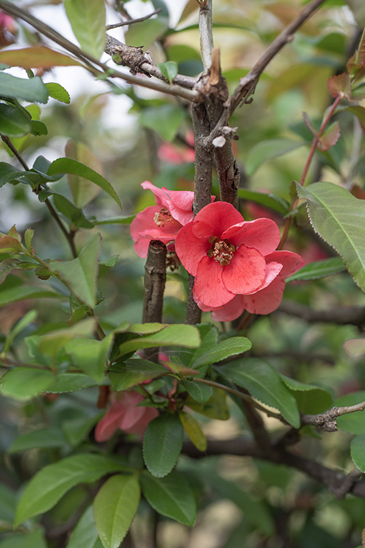 CHAENOMELES SPECIOSA - ROSACEAE - 1668575