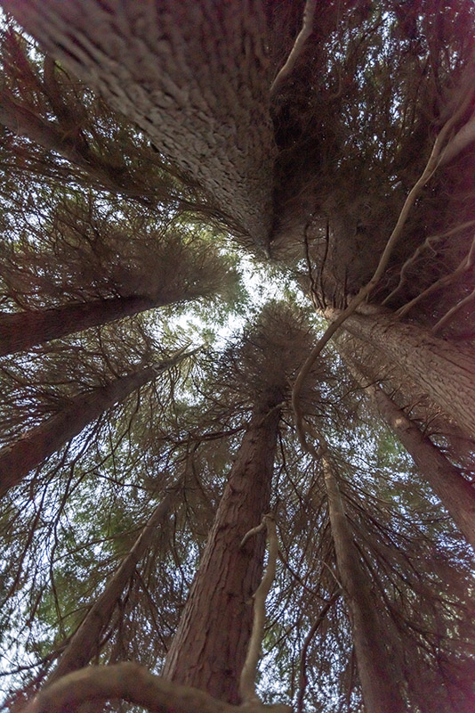 CHAMAECYPARIS, LAWSONIANA, LUTEA, CUPRESSACEAE - 1668576