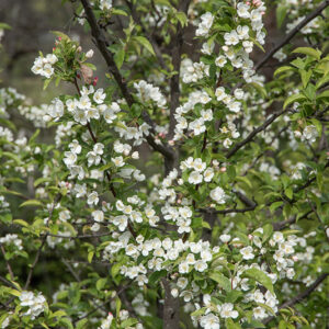 MALUS COMMUNIS, MELO DA FIORE - ROSACEAE - 6739