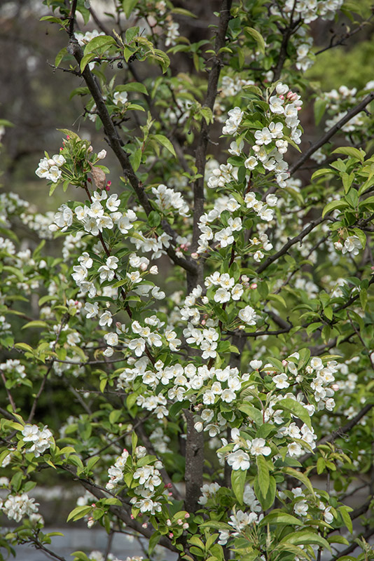 MALUS COMMUNIS, MELO DA FIORE - ROSACEAE - 6739