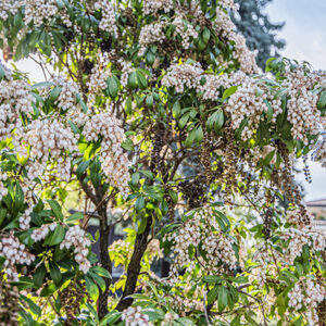 PIERIS JAPONICA, ANDROMEDA GIAPPONESE, ERICACEAE - 6985