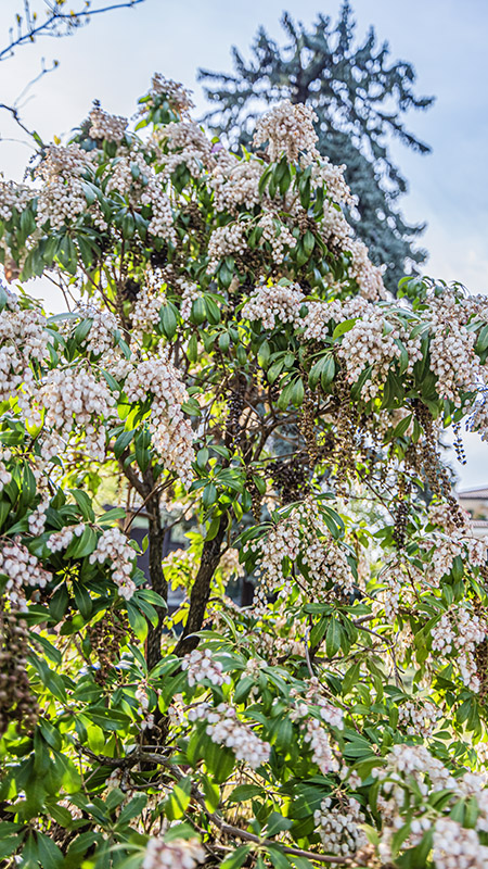 PIERIS JAPONICA, ANDROMEDA GIAPPONESE, ERICACEAE - 6985