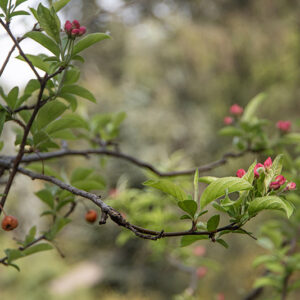 MALUS POM ZAI, POMACEAE, ROSACEAE - 1668580