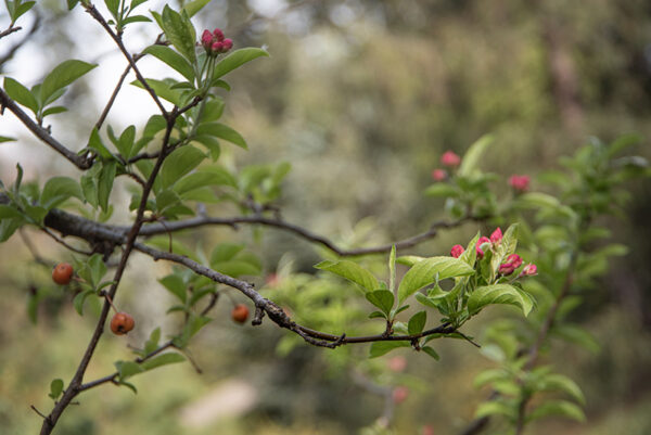 MALUS POM ZAI, POMACEAE, ROSACEAE - 1668580