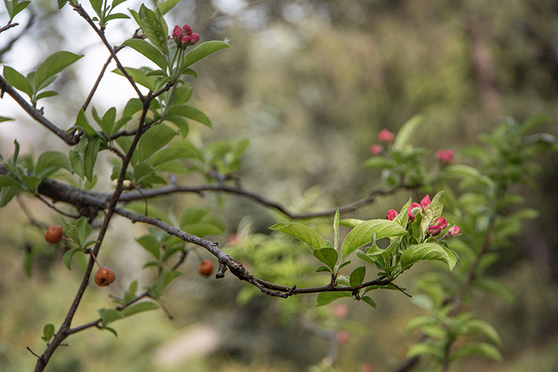 MALUS POM ZAI, POMACEAE, ROSACEAE - 1668580 - immagine 1